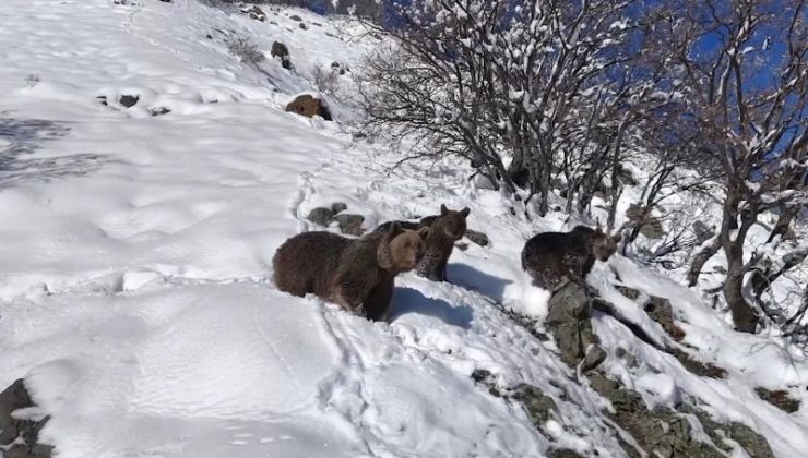 Tunceli’de dronla görüntülenen ayı ailesi