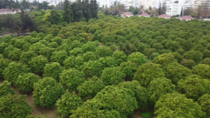 Turunç yolu fotoğrafçıların uğrak adresi oldu