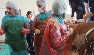 Van’da ineğin midesinden çivi ve teller çıkarıldı