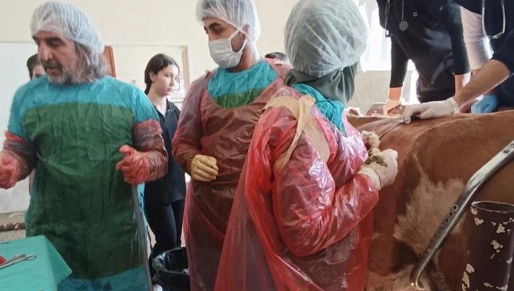 Van’da ineğin midesinden çivi ve teller çıkarıldı