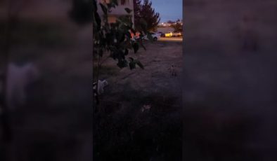 Van’da tilki ile kedi arasında yiyecek kavgası