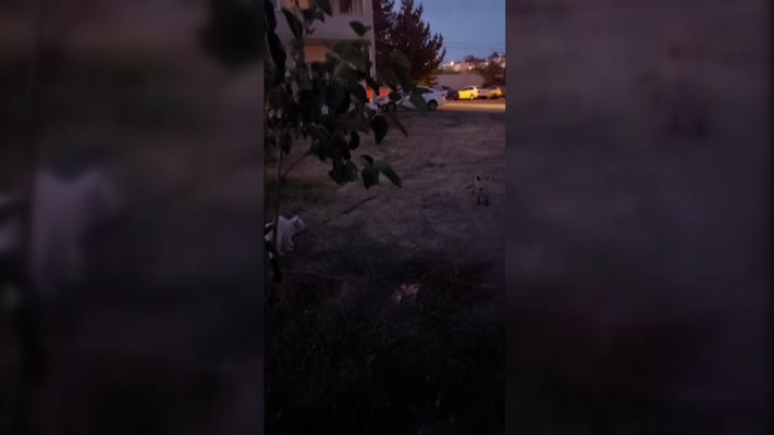 Van’da tilki ile kedi arasında yiyecek kavgası