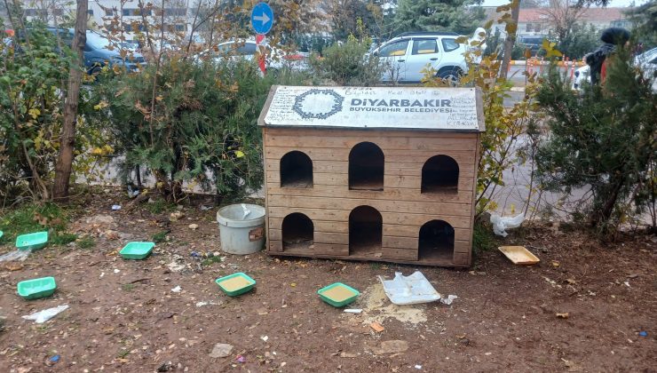 Diyarbakır’daki Kedi Evleri ilgi bekliyor