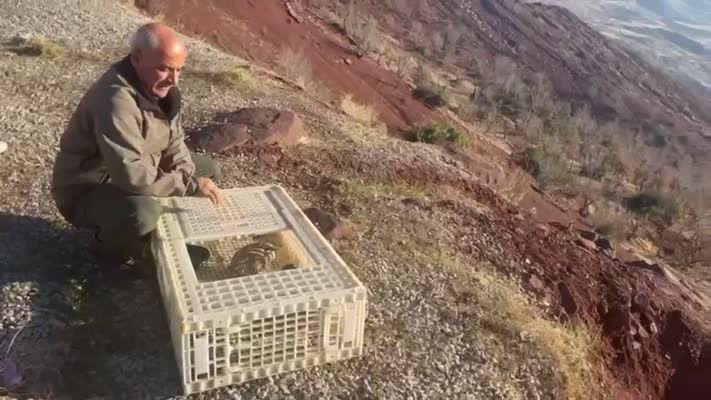 Şırnak’ta yasağa rağmen kınalı keklik ticareti cezası