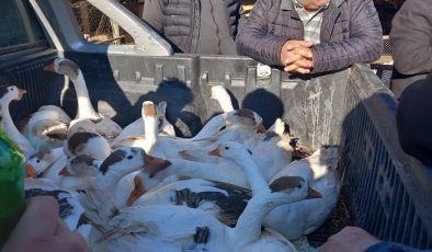 Altı satıştan biri canlı kaz!