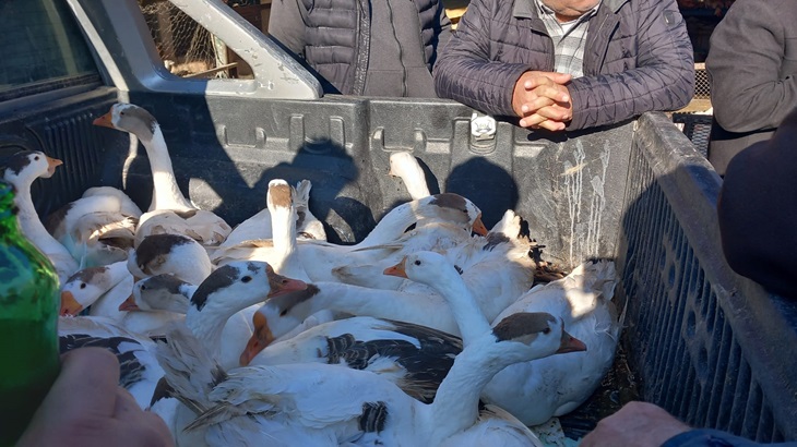 Altı satıştan biri canlı kaz!