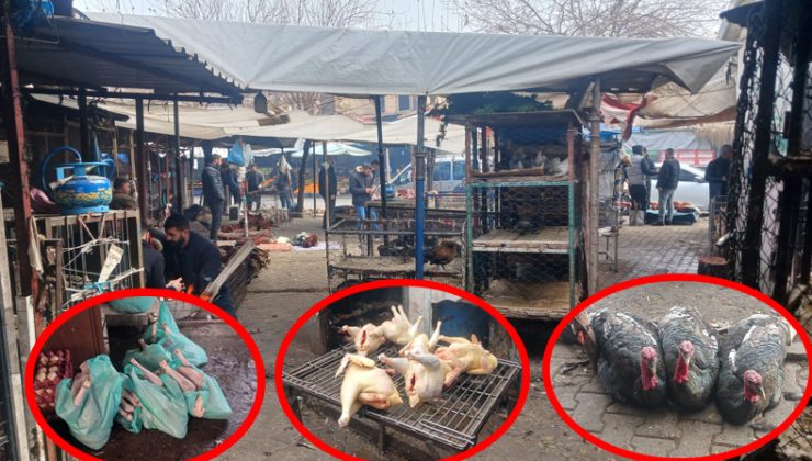 Diyarbakır’dan İstanbul ve Ankara’ya hindi gönderiyorlar