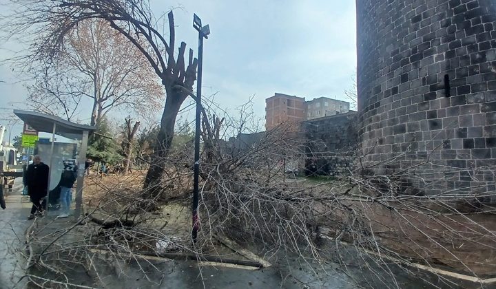 Sur dibindeki ağaçlar budandı
