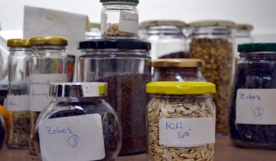 Tohum Kütüphanesi kuruluyor