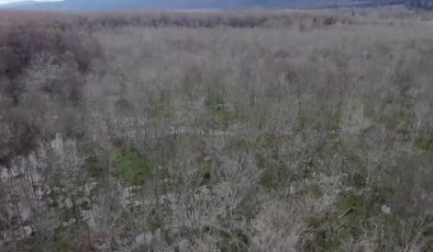 Barınaktan kaçan ayının yakalanması için çalışma başlatıldı