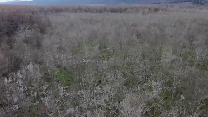 Barınaktan kaçan ayının yakalanması için çalışma başlatıldı