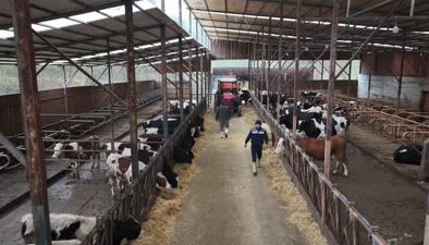 Bir inekle başladılar, dev çiftlik sahibi oldular
