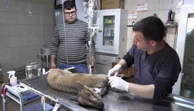 Bitkin halde bulunan dağ keçisi tedaviye alındı