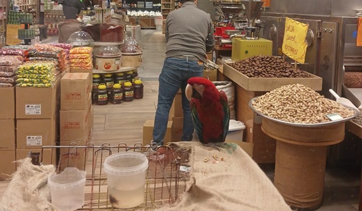 Diyarbakır’da Çerezci Dükkanında Renkli Karakter: Paşa Papağan