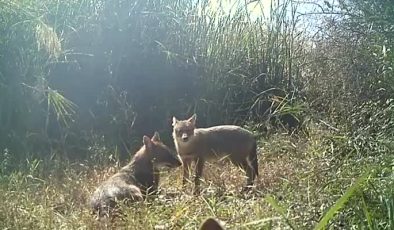 Çalılar arasında dinlenen çakal ailesi fotokapanla görüntülendi