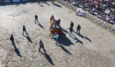 Bodrum’da “Geleneksel Deve Güreşi Festivali” yapıldı