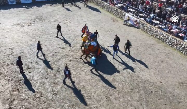 Bodrum’da “Geleneksel Deve Güreşi Festivali” yapıldı