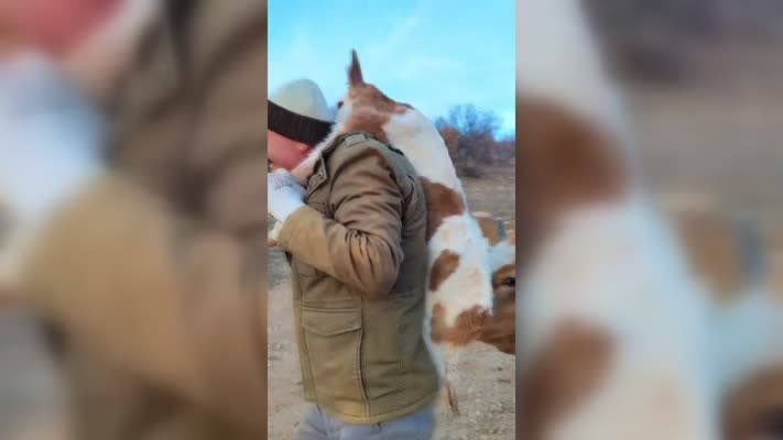 Diyarbakırlı besicinin sırtında buzağı taşıdığı görüntüler ilgi topladı