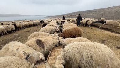 Elazığ’da devlet desteğiyle hayalleri gerçek oldu: Göçerlerden modern çiftlik