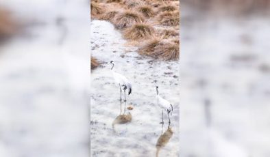 Erzincan Ekşisu Sazlığı’nda turnalar dronla görüntülendi