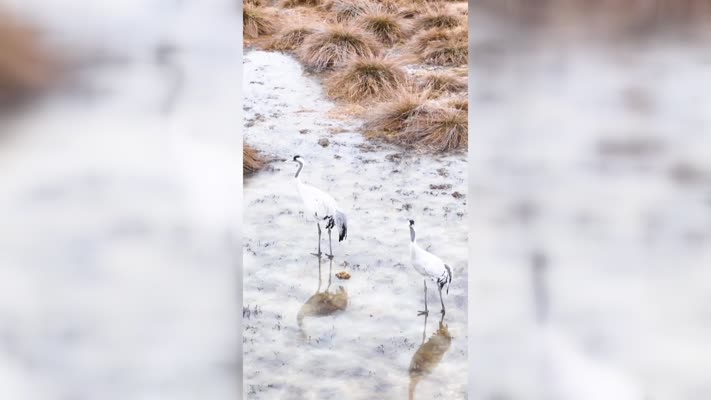 Erzincan Ekşisu Sazlığı’nda turnalar dronla görüntülendi