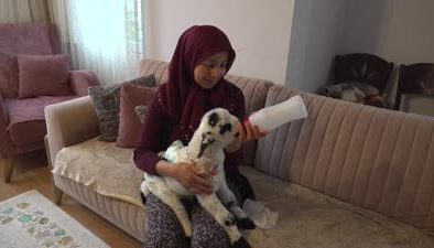 Evde biberonla beslediği kuzu mahallede ilgi odağı oldu