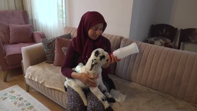 Evde biberonla beslediği kuzu mahallede ilgi odağı oldu
