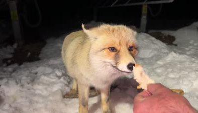 Tilki “Boncuk”, güvenlik görevlilerinin şefkatinde büyüyor