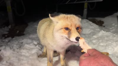 Tilki “Boncuk”, güvenlik görevlilerinin şefkatinde büyüyor