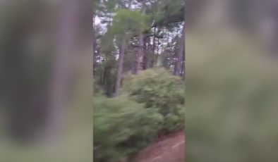 Isparta’da yaban keçisi envanteri için saha çalışması başladı