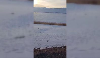 Donan göl etrafında domuz sürüsü cep telefonuyla görüntülendi
