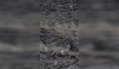 Kars’ta nesli tehlike altında olan vaşak görüntülendi