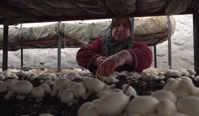 Kaya odalarda girişimci kadınların mantar başarısı