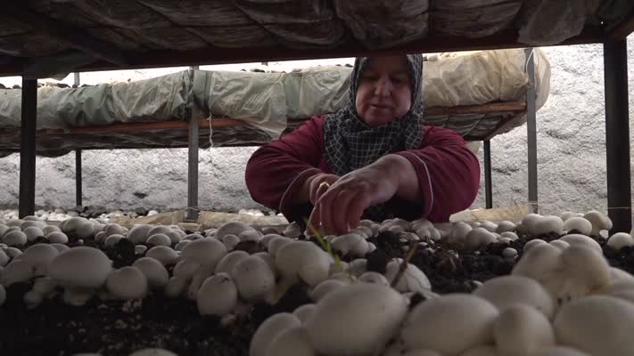 Kaya odalarda girişimci kadınların mantar başarısı