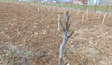 Kış ortasında ağaçlar tomurcuk açtı