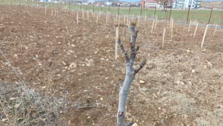 Kış ortasında ağaçlar tomurcuk açtı