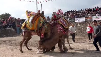 Kumluca’da 120 devenin kıyasıya mücadelesi izleyicileri büyüledi