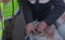 Kuru kayısı çuvallarında kaçak sigara ele geçirildi