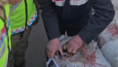 Kuru kayısı çuvallarında kaçak sigara ele geçirildi