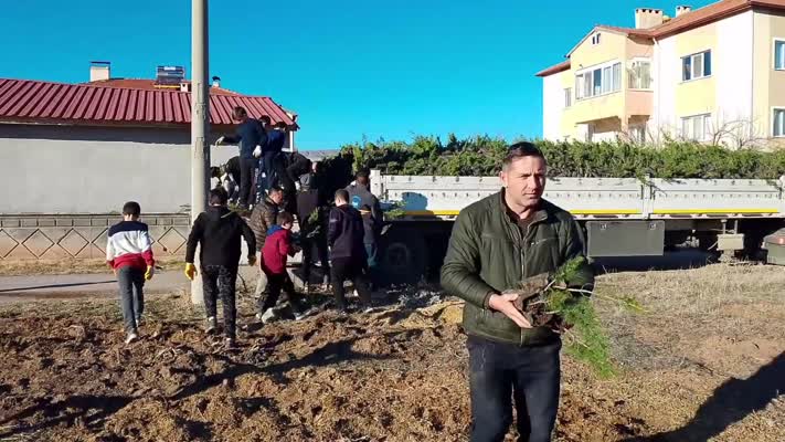 Mahalle muhtarından çevreye katkı, 40 bin çam fidanı ücretsiz dağıtıldı