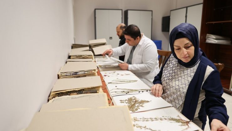 Mardin’de 400 bitki koruma altına alındı
