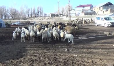 Muş’ta yeni doğan kuzu ve oğlaklar hayvancılığa umut oldu