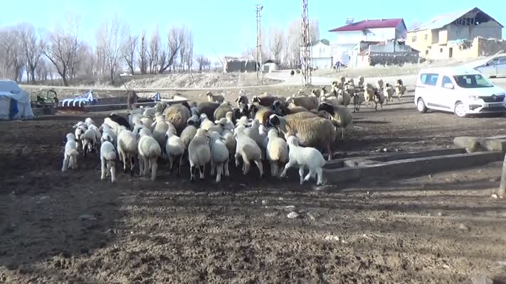 Muş’ta yeni doğan kuzu ve oğlaklar hayvancılığa umut oldu