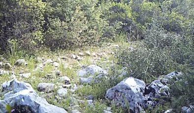 Nesli tehlike altındaki karakulaklar fotokapanlara yansıdı
