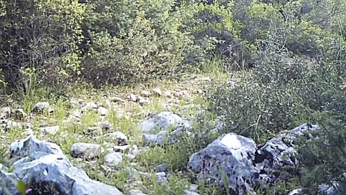 Nesli tehlike altındaki karakulaklar fotokapanlara yansıdı