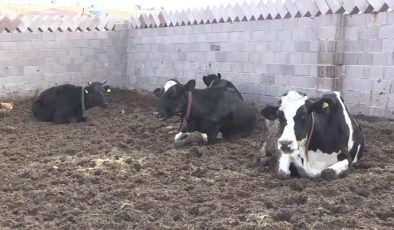 Eski hükümlü kadın, devlet desteğiyle hayvancılıkta başarı yakaladı