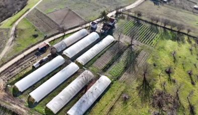 Safranbolu’da 109 bin yaz çiçeği tohumu toprakla buluştu