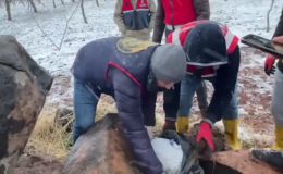 Şanlıurfa’da silah kaçakçılığı operasyonunda 1 tutuklama