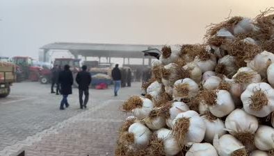 Taşköprü sarımsağı pazarında soğuğa rağmen yoğun ilgi