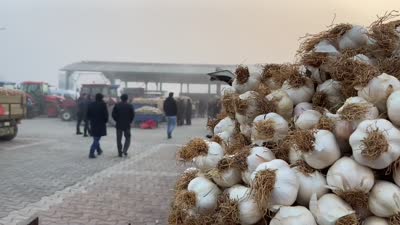 Taşköprü sarımsağı pazarında soğuğa rağmen yoğun ilgi